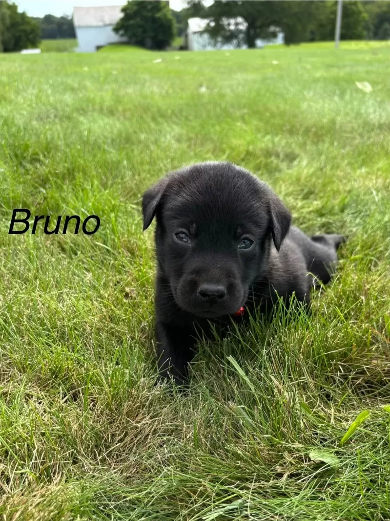 Puppy Name: Bruno