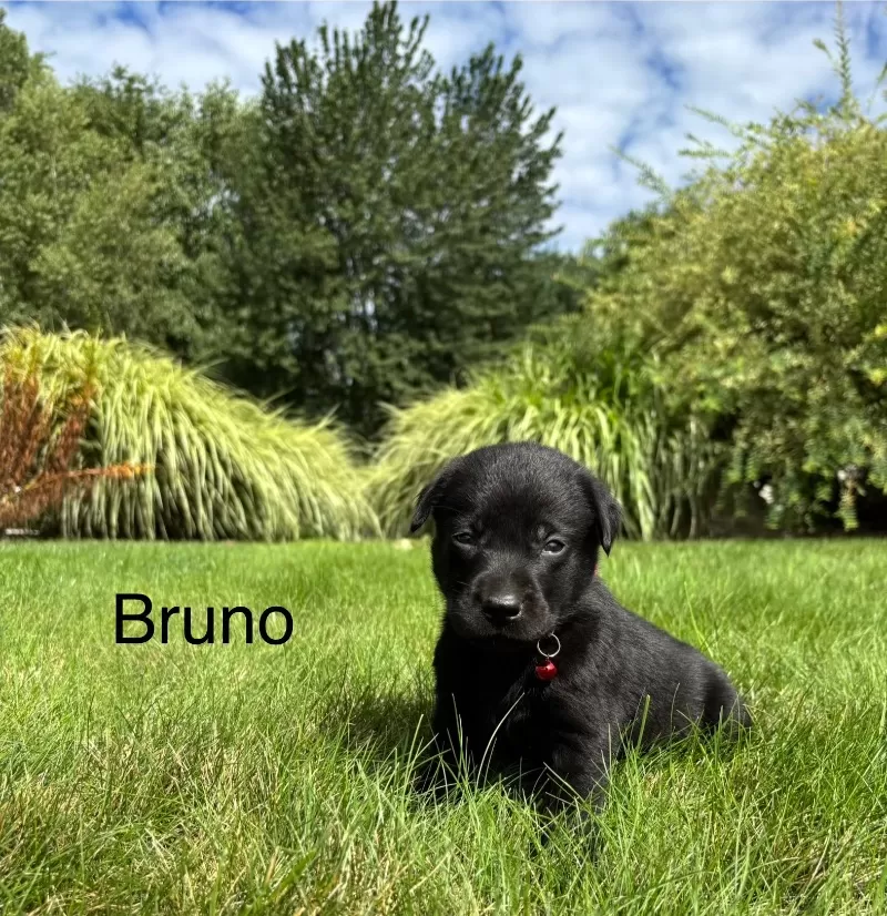 Puppy Name: Bruno
