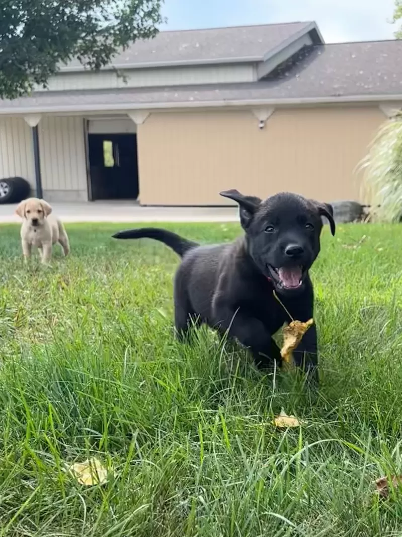 Puppy Name: Bruno