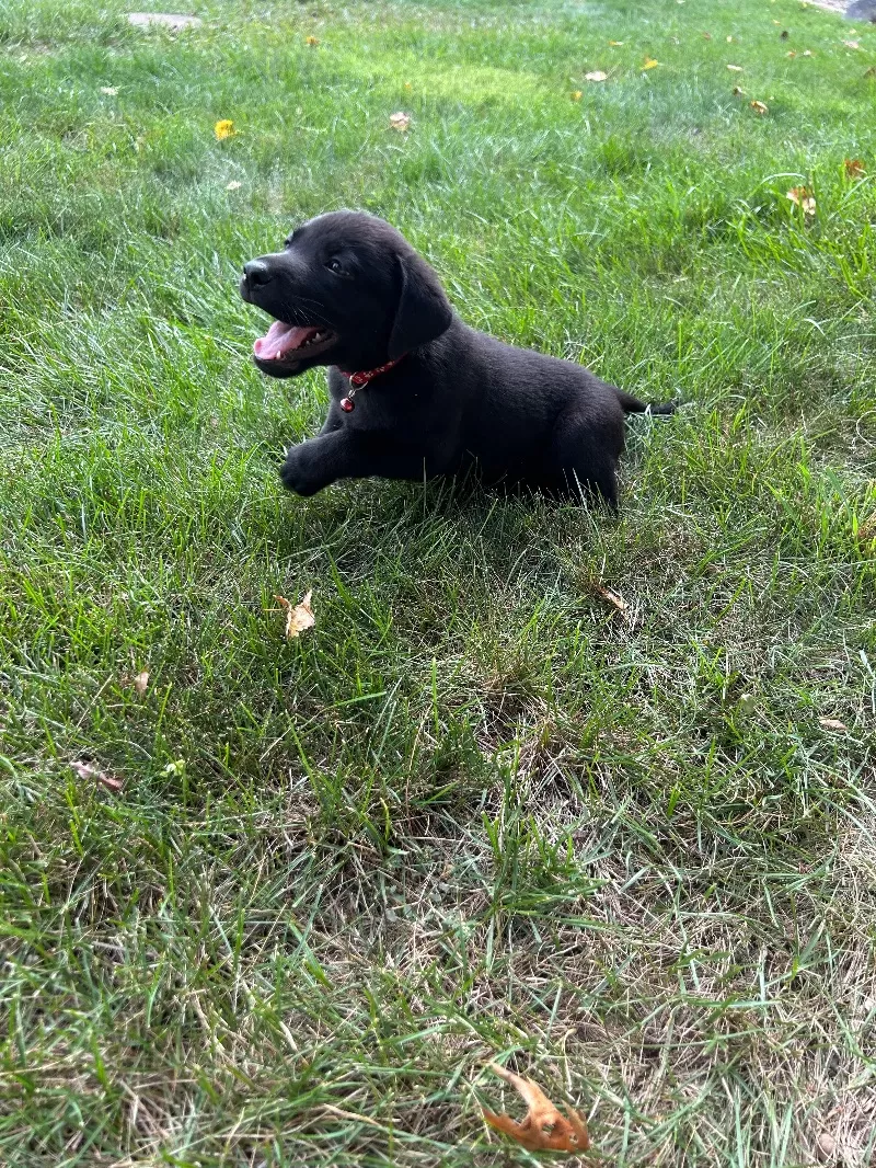 Bruno