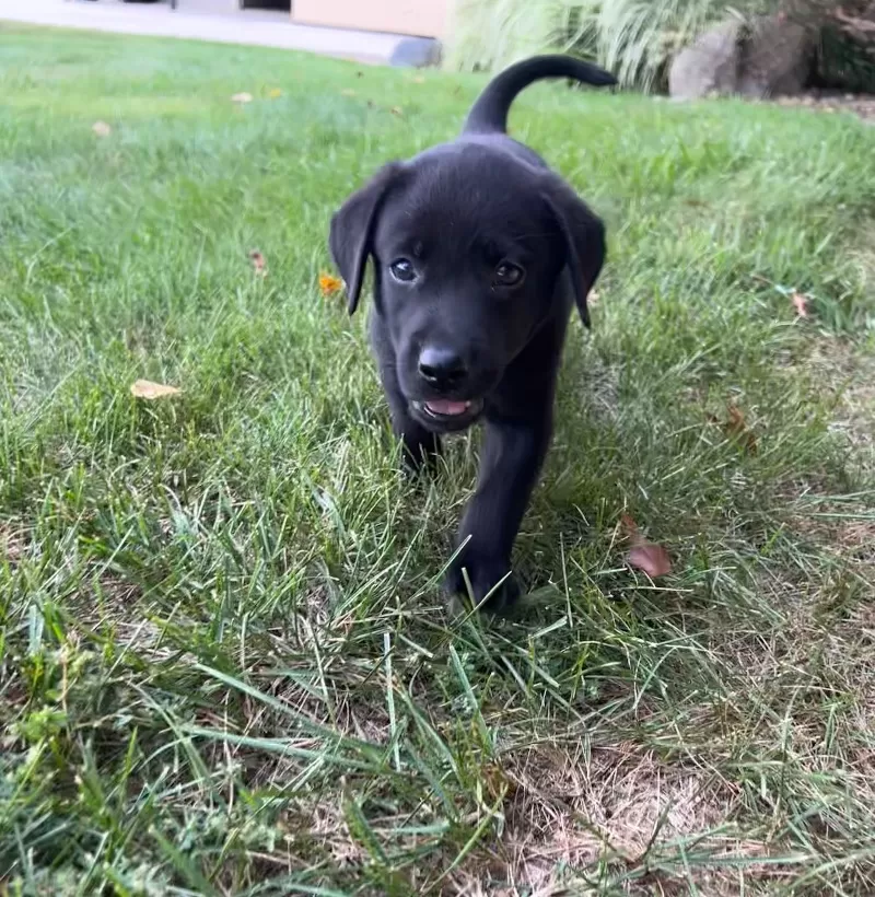 Bruno