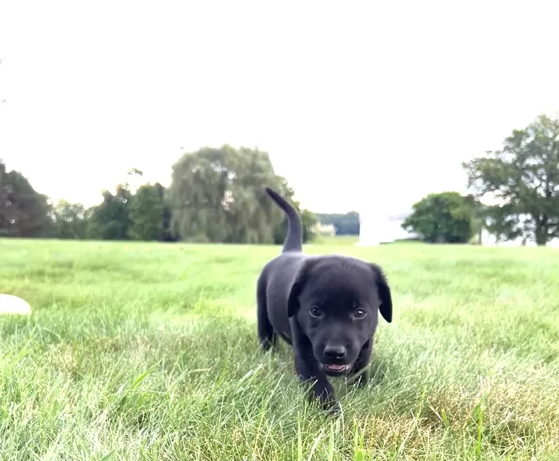 Bruno