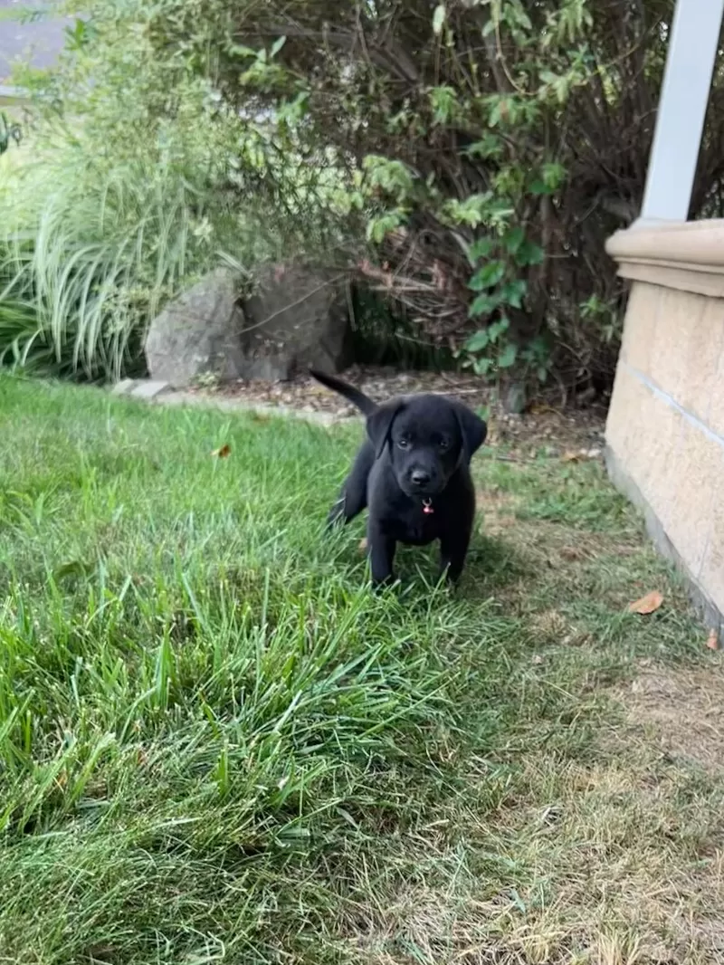 Bruno