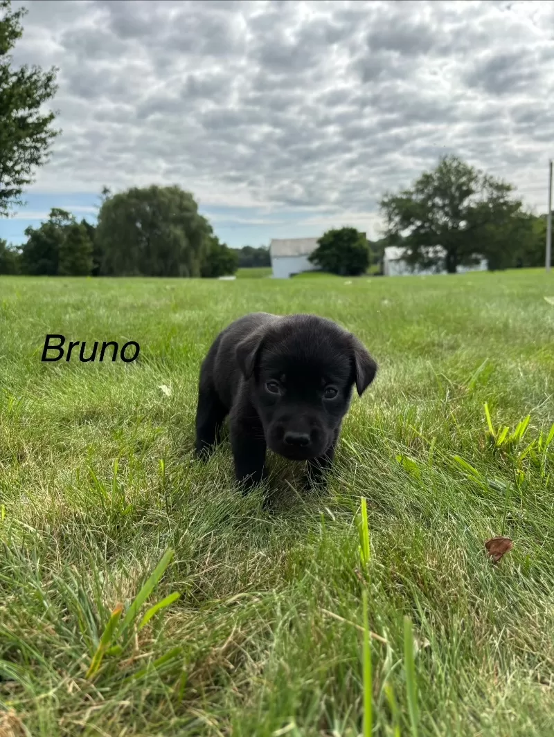 Bruno