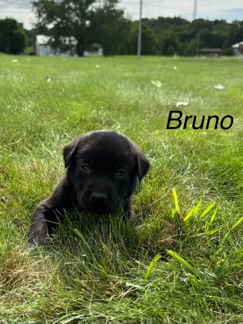 Bruno