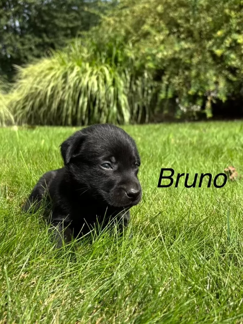 Bruno