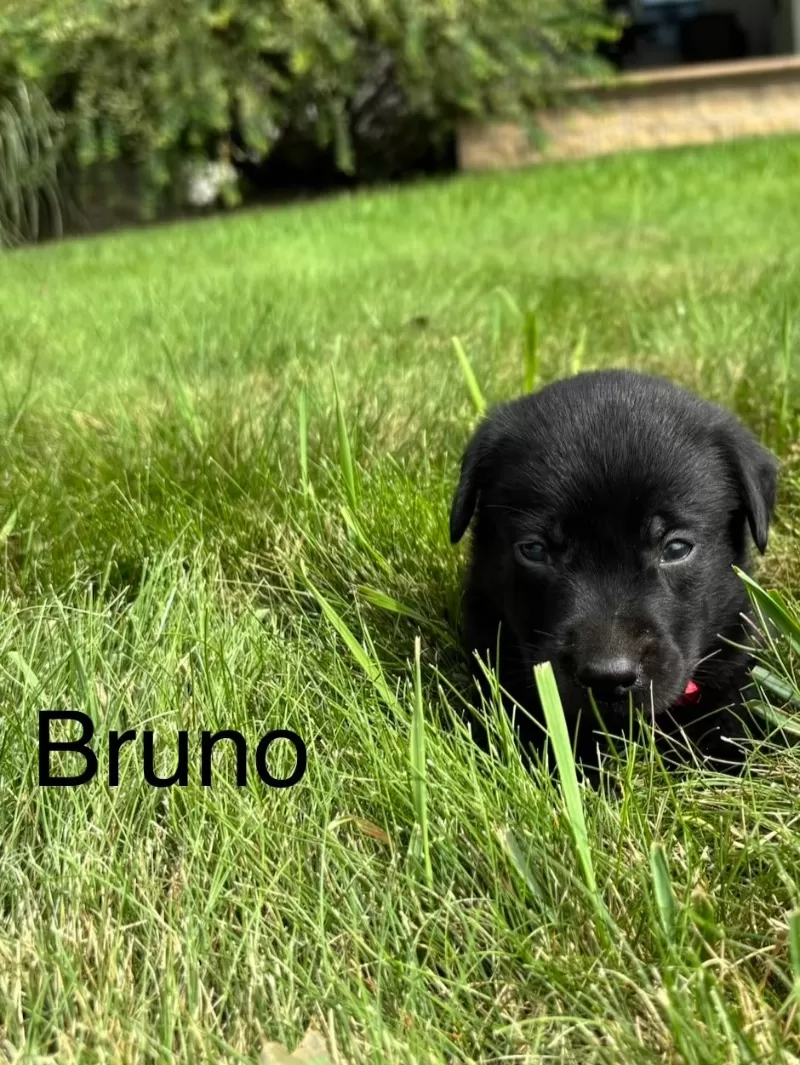 Bruno