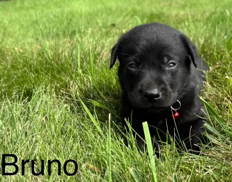 Bruno
