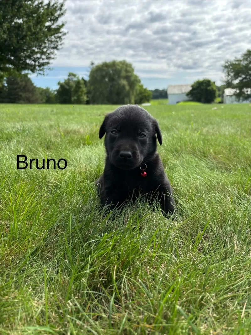 Bruno
