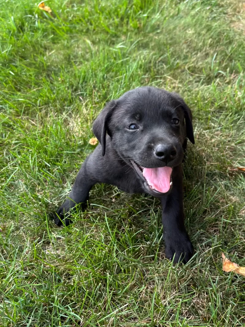 Bruno