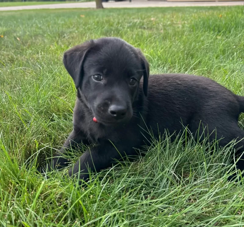 Bruno