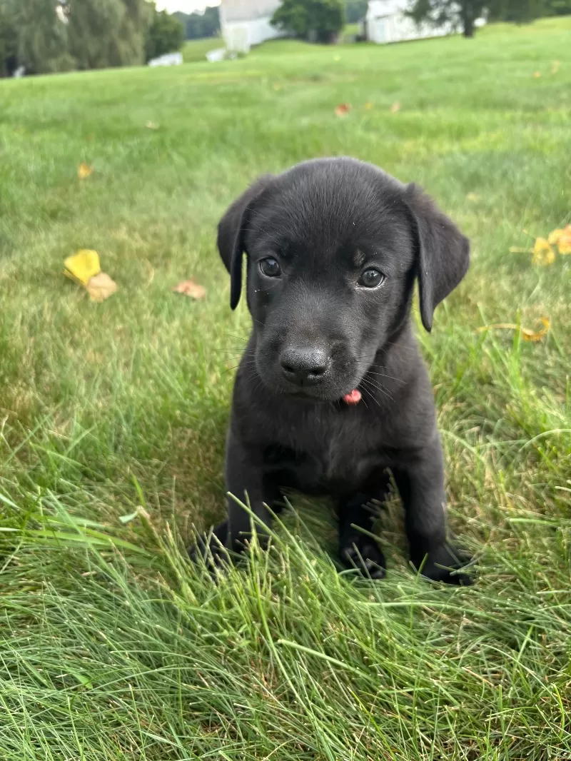 Bruno