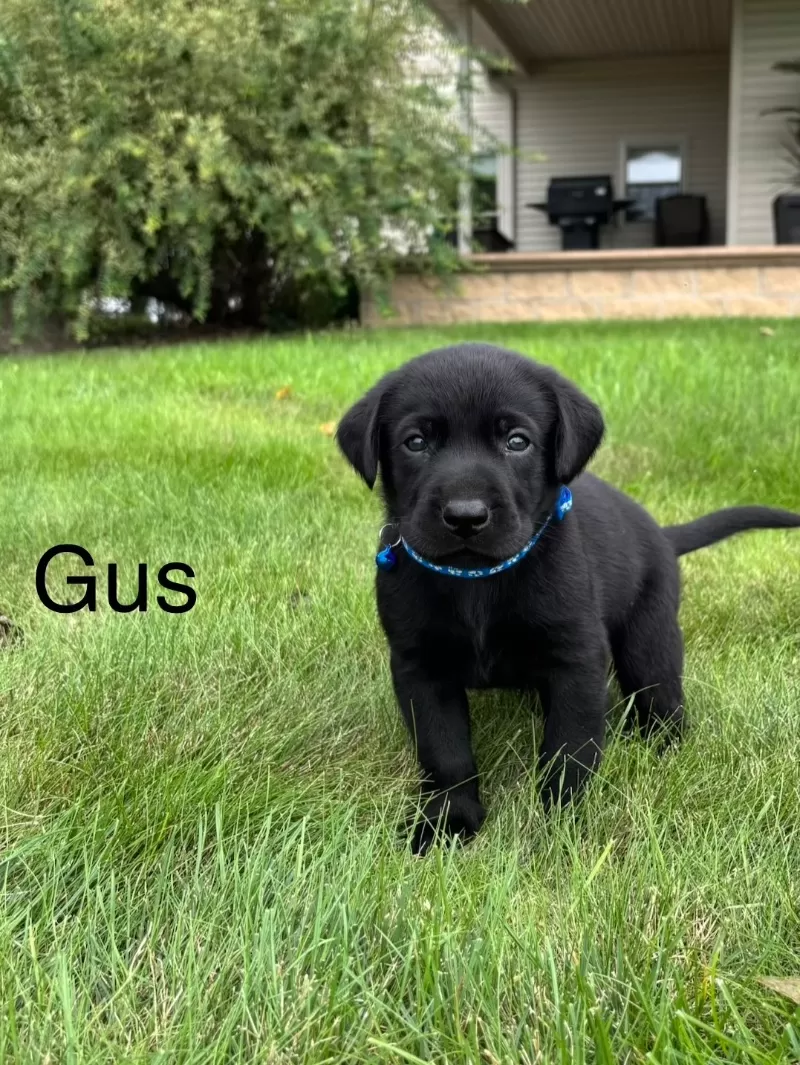 Puppy Name: Gus