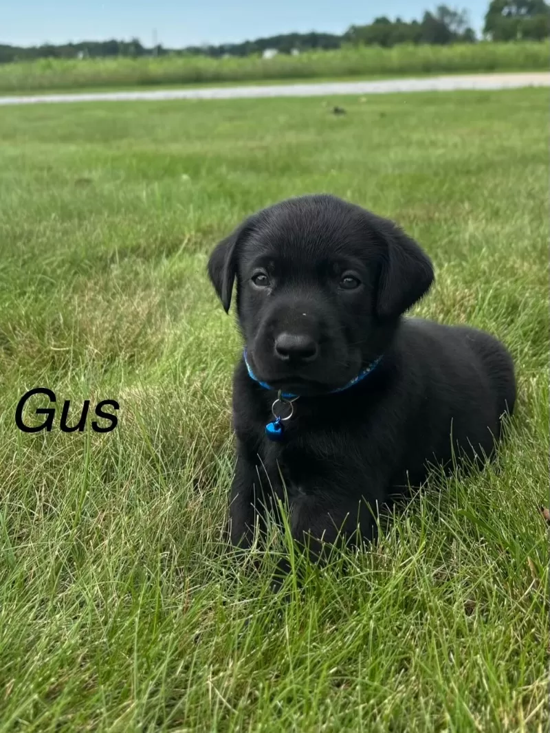 Gus