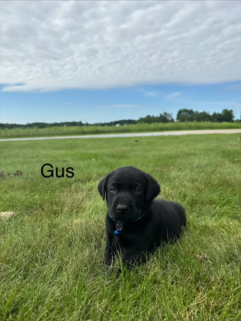 Gus