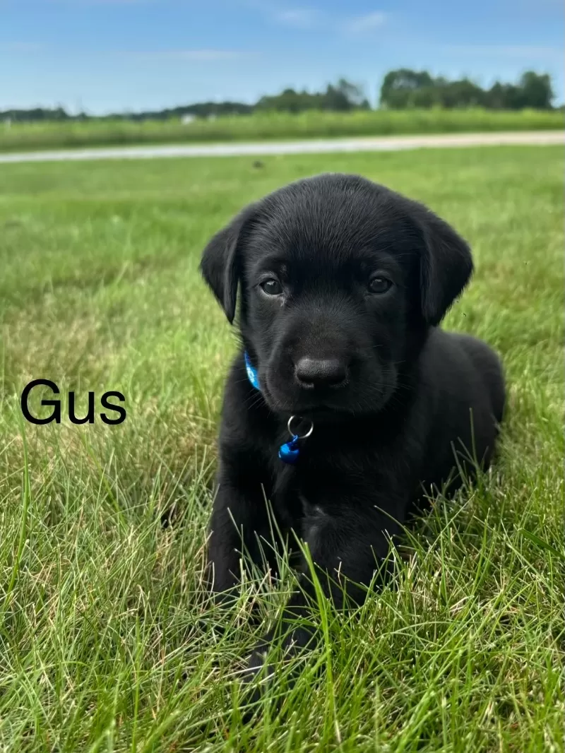 Gus