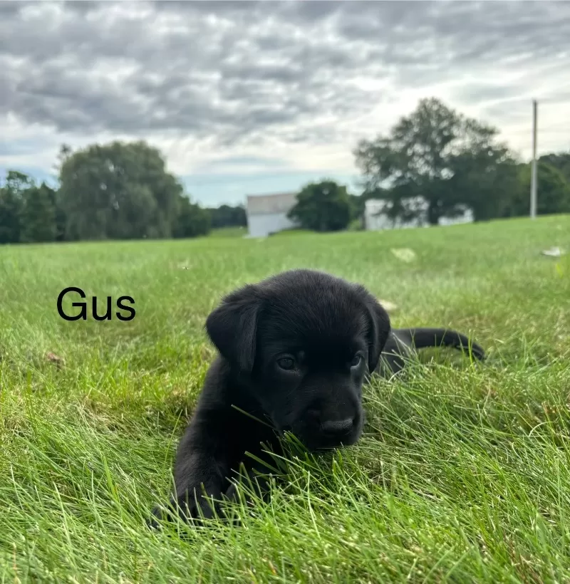 Gus