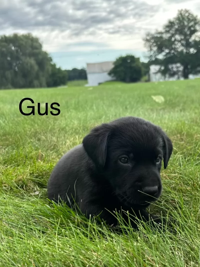 Gus