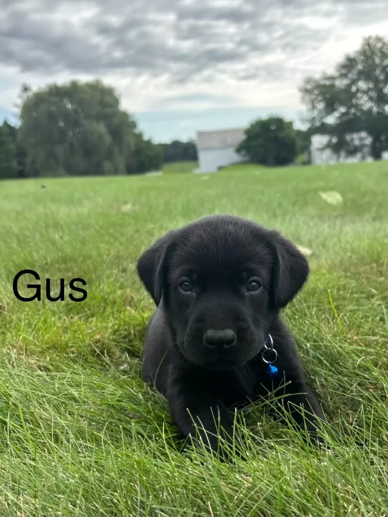 Gus