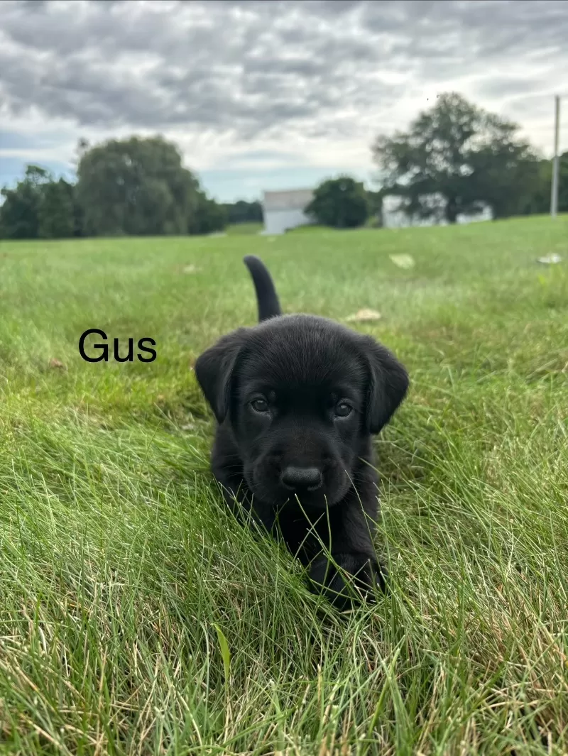 Gus