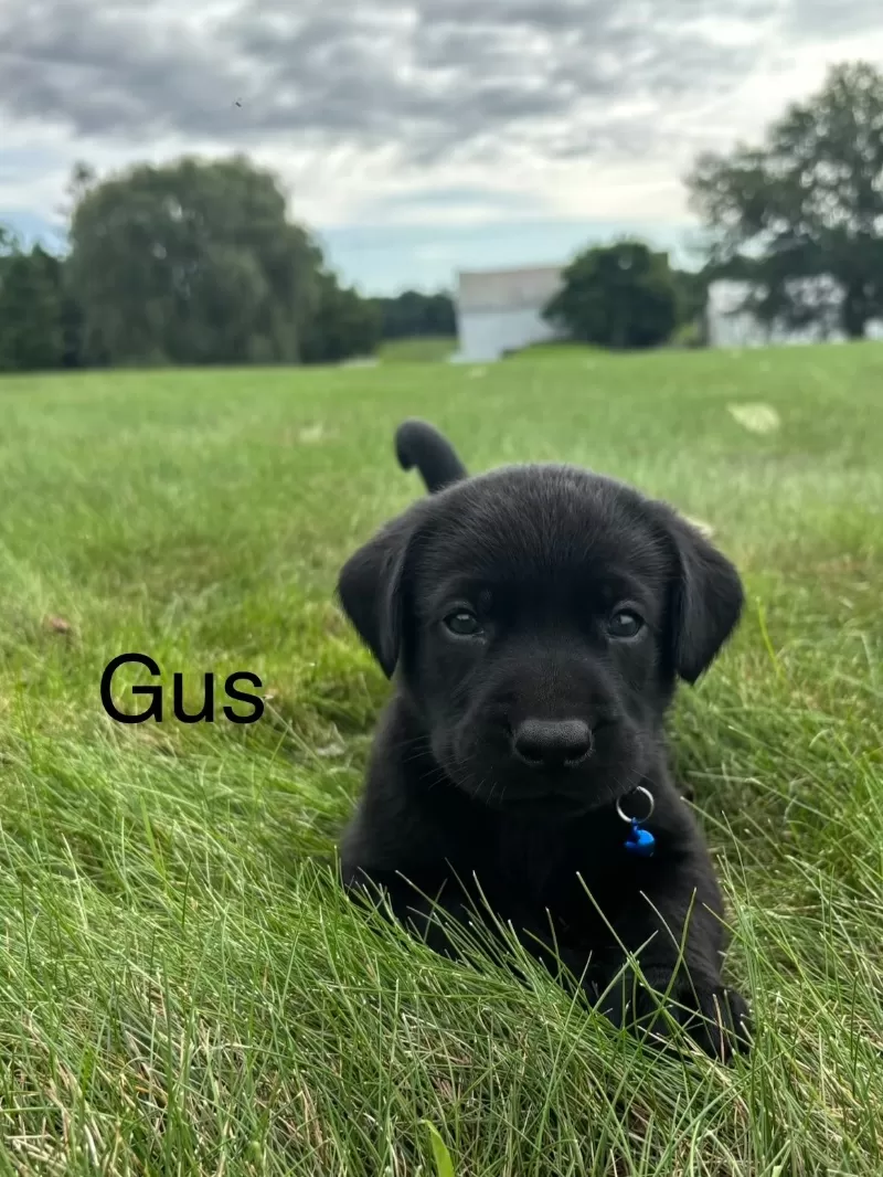 Gus
