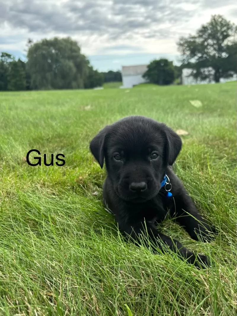 Gus