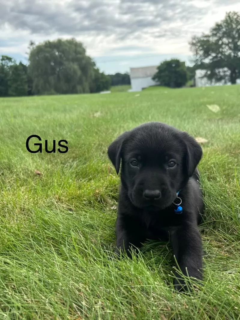 Gus