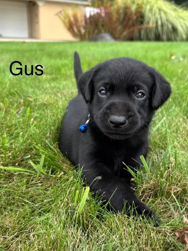 Gus