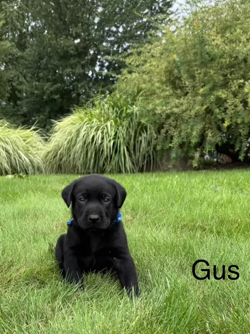 Gus