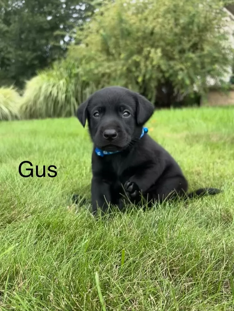 Gus