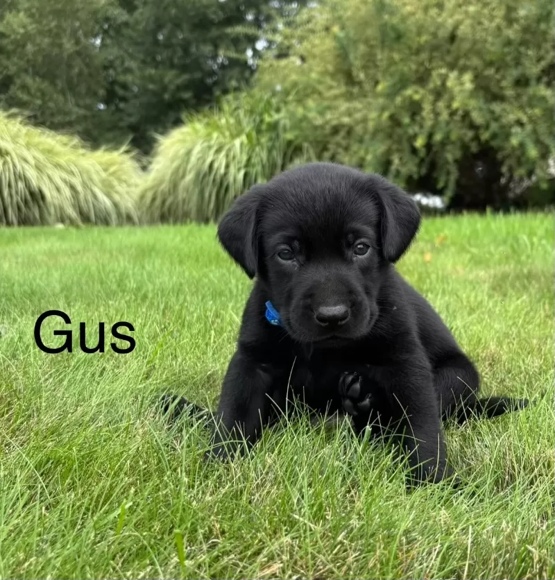 Gus