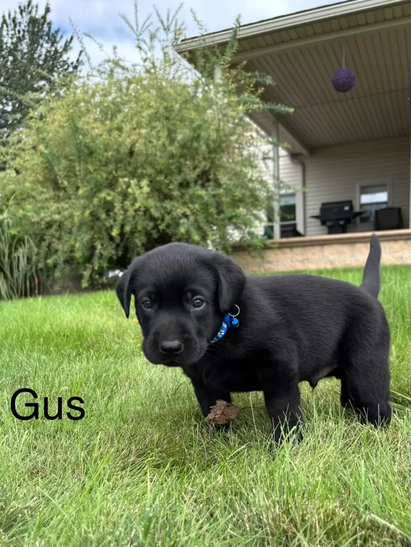 Gus