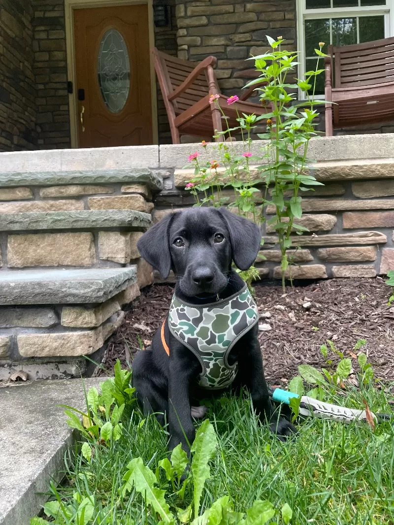 Bailey